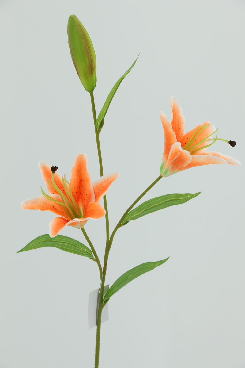 tiger lily 2heads(66488)